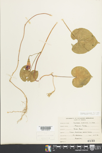 Ipomoea purpurea image