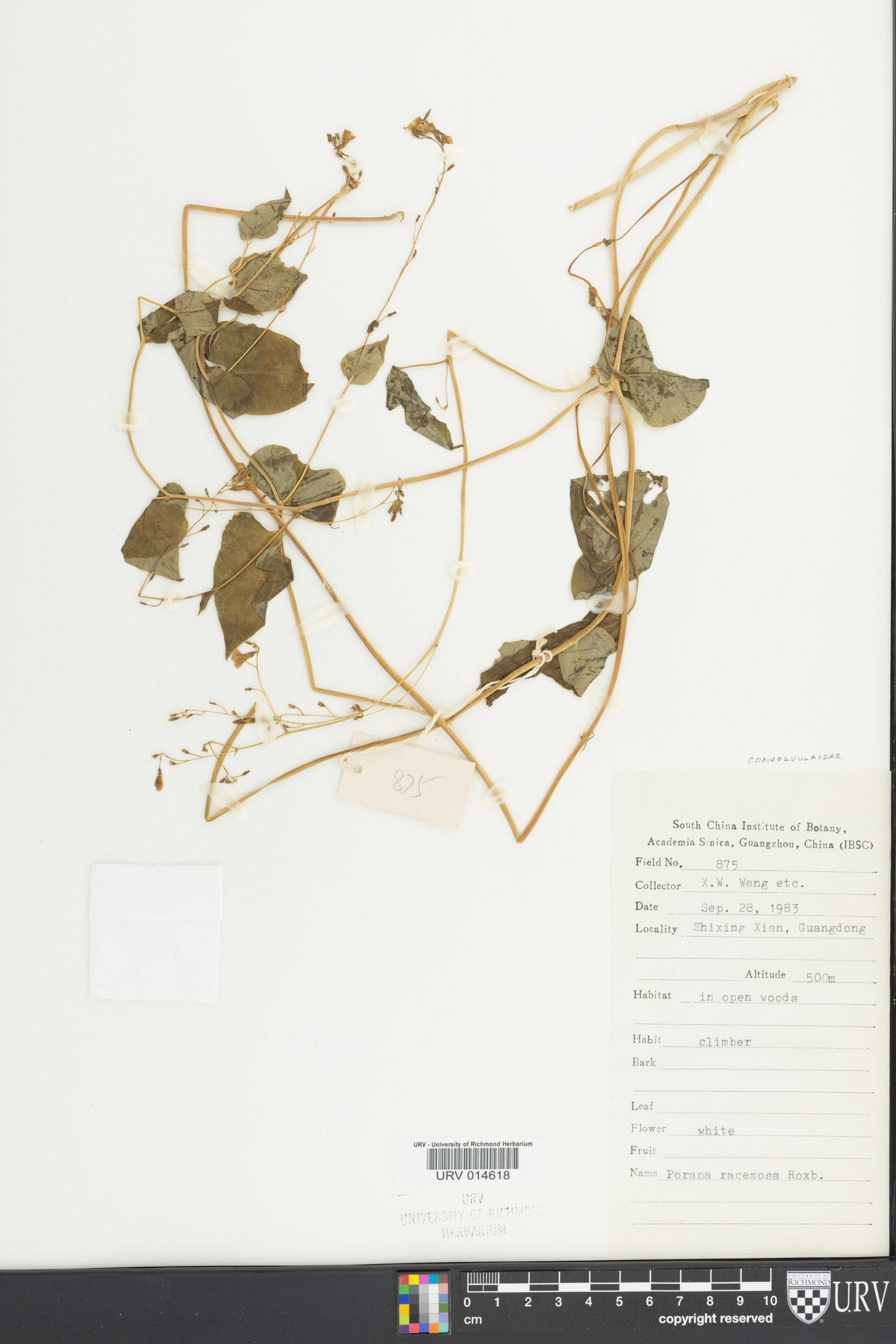 Dinetus racemosus image