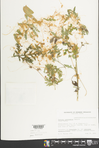 Cuscuta campestris image