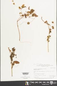 Cuscuta campestris image