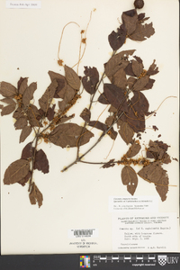 Cuscuta compacta image