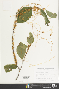 Cuscuta compacta image