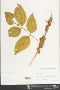 Cuscuta compacta image