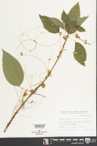 Cuscuta gronovii image