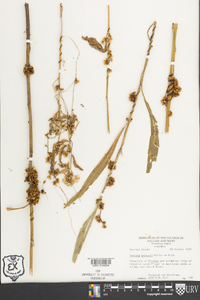 Cuscuta gronovii image