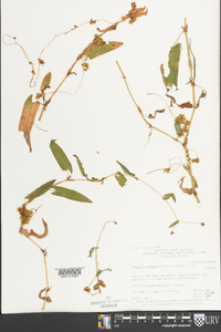 Cuscuta gronovii image