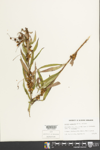 Cuscuta gronovii image