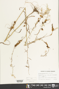 Cuscuta gronovii image