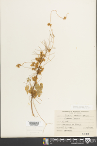 Cuscuta gronovii image