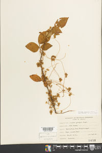 Cuscuta gronovii image