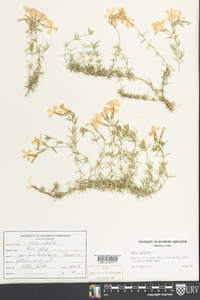 Phlox subulata image