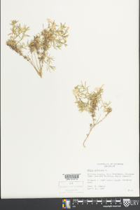 Phlox subulata image