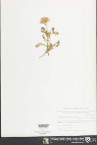 Polemonium boreale image