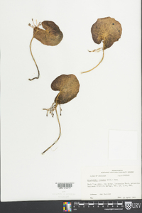 Nymphoides cordata image