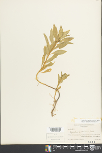 Hydrolea quadrivalvis image