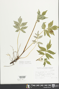 Hydrophyllum virginianum image