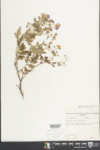 Phacelia bipinnatifida image