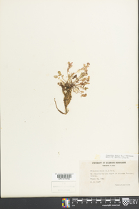 Phacelia dubia image