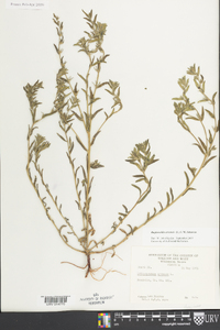 Buglossoides arvensis image