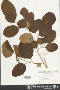 Cordia dichotoma image