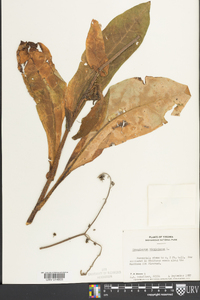 Cynoglossum virginianum image