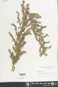 Echium vulgare image