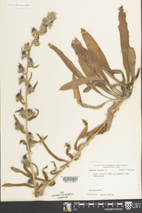 Echium vulgare image