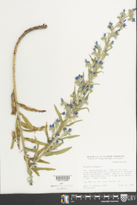 Echium vulgare image