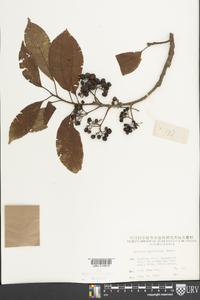 Ehretia longiflora image