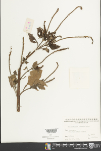 Heliotropium indicum image