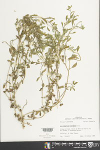 Heliotropium procumbens image