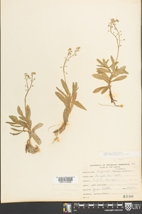 Myosotis laxa image