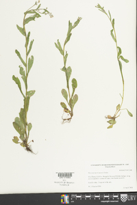 Myosotis macrosperma image