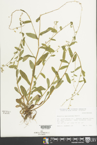 Myosotis macrosperma image