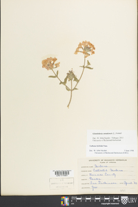 Glandularia canadensis image