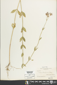 Verbena brasiliensis image