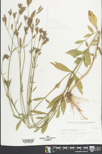 Verbena brasiliensis image