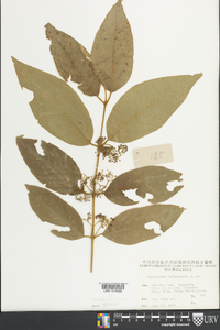 Callicarpa pedunculata image