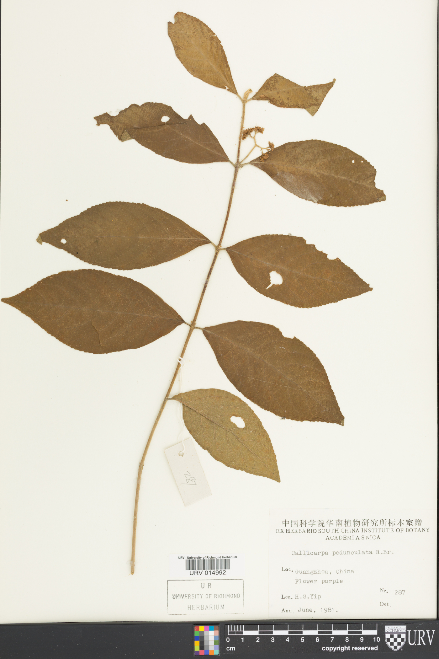Callicarpa pedunculata image