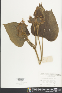 Image of Clerodendrum canescens