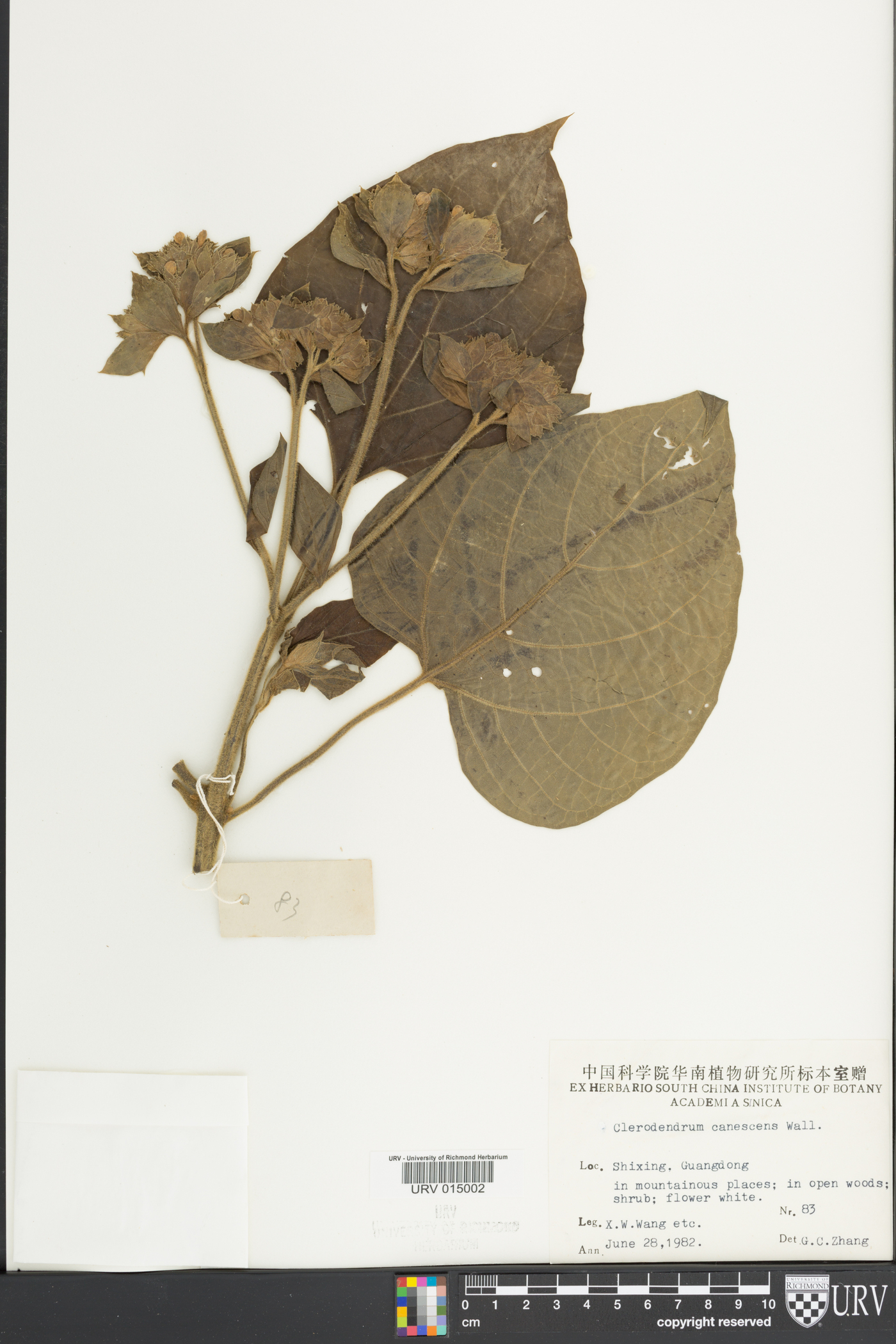 Clerodendrum canescens image