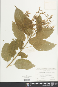 Clerodendrum cyrtophyllum image