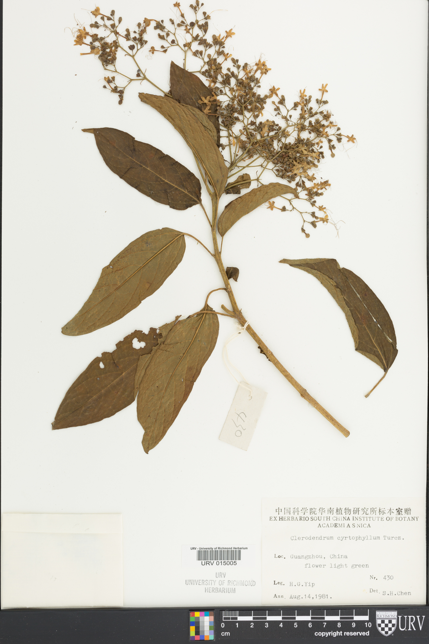 Clerodendrum cyrtophyllum image