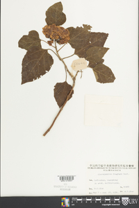 Clerodendrum fragrans image