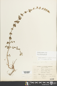 Clinopodium nepeta image