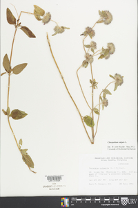 Clinopodium vulgare image