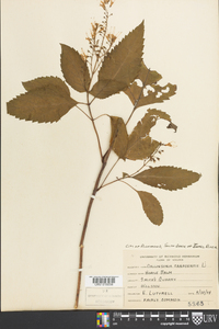 Collinsonia canadensis image