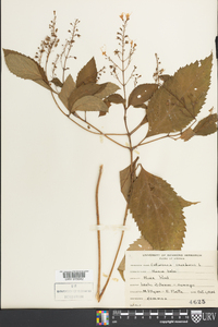 Collinsonia canadensis image