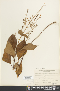 Collinsonia canadensis image