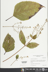 Collinsonia canadensis image